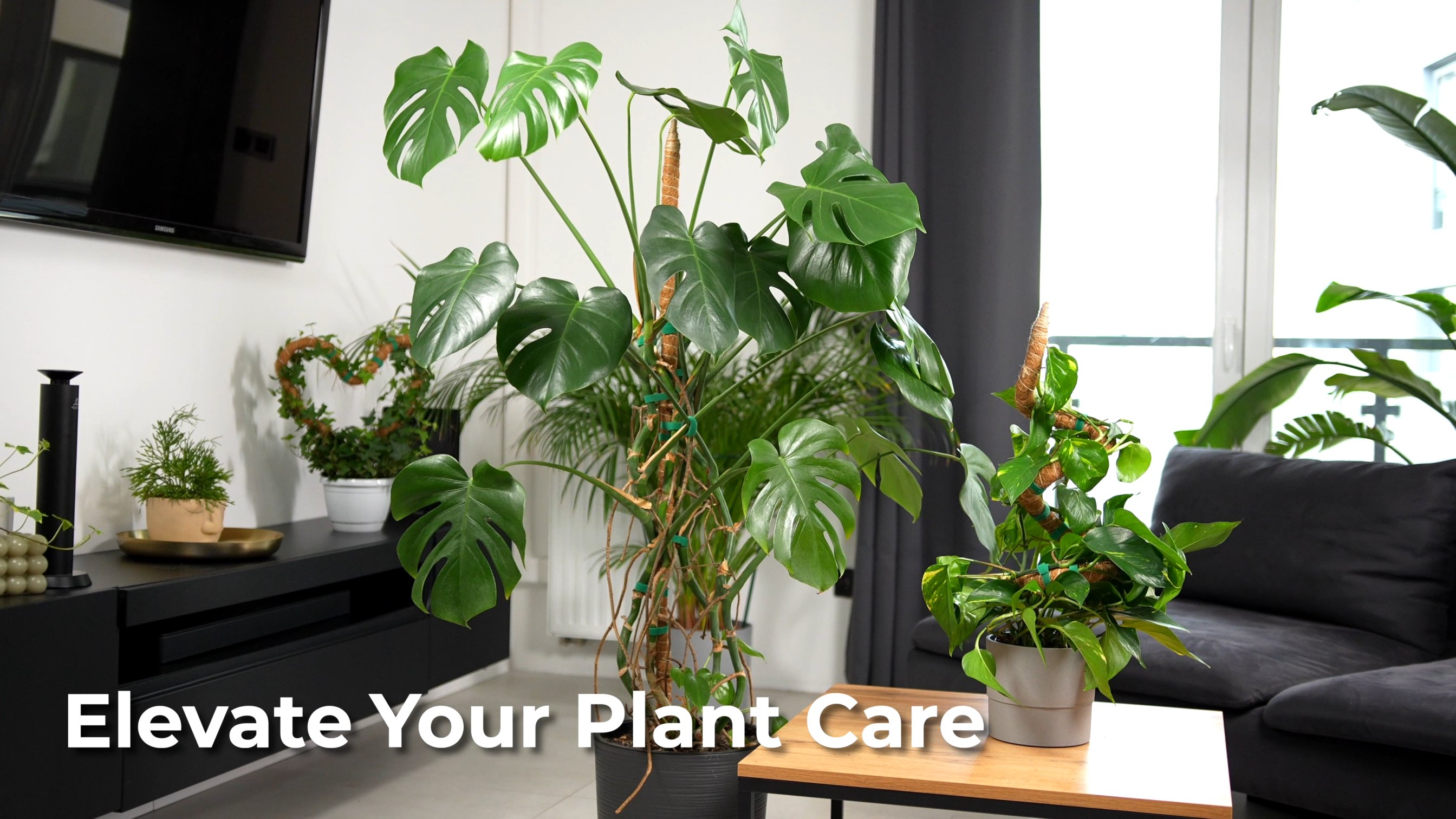 Amazon.com : 2 Pack 28 Inch Bendable Moss Pole Monstera Plant